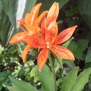 Lilium tsingtauense - infloresense